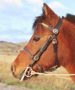Bridle Conchos  3/4" Loop - SOLD AS A PAIR - Shiny Silver with Round spots